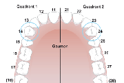 Abbildung von bleibenden Backenzaehnen