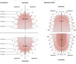 Milchzahngebiss und Erwachsenengebiss